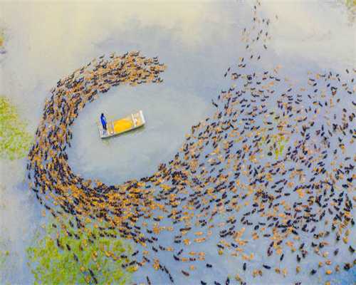 网红吴某某，被罚1300万！